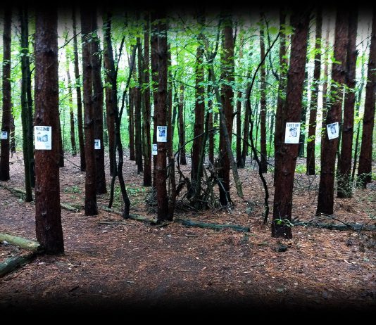 Edited image of section of Terrorfied Forest