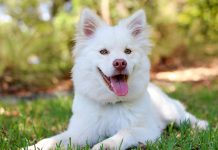 stock photo of dog sitting in lawn.