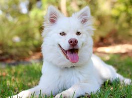 stock photo of dog sitting in lawn.