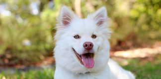 stock photo of dog sitting in lawn.