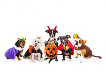 Dogs in Halloween costumes.