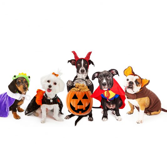 Dogs in Halloween costumes.