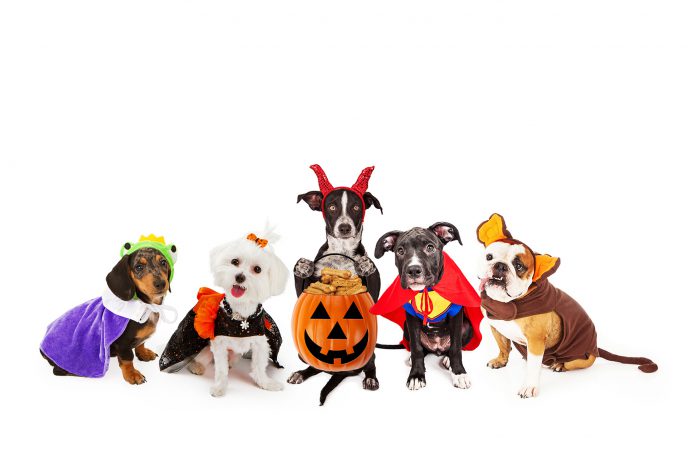 Dogs in Halloween costumes.