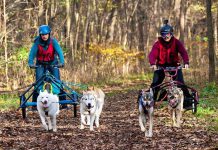 Two people being pulled by two dog sleds.