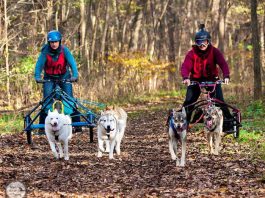 Two people being pulled by two dog sleds.