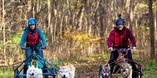 Two people being pulled by two dog sleds.