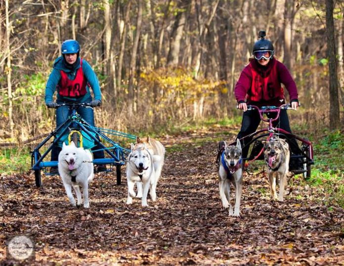 Two people being pulled by two dog sleds.