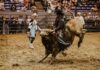 Person riding a bull