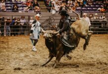 Person riding a bull