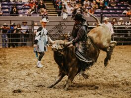 Person riding a bull