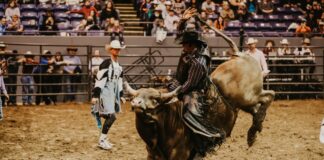 Person riding a bull