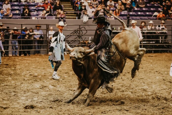 Person riding a bull