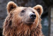 a brown bear gazes beyond the camera