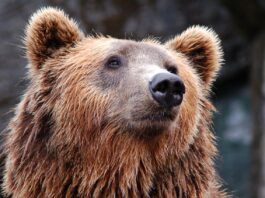 a brown bear gazes beyond the camera