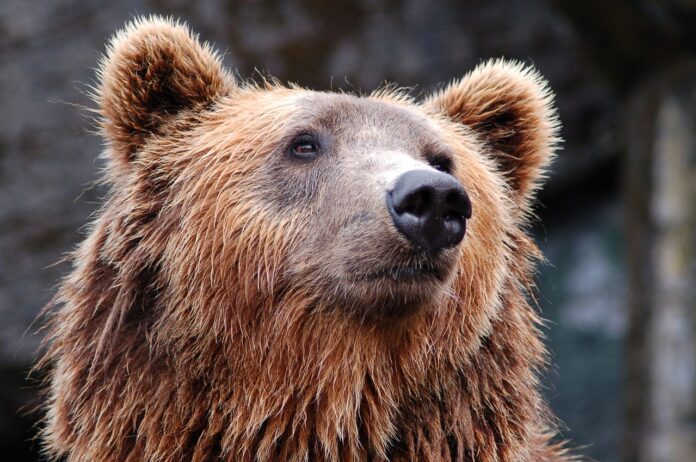 a brown bear gazes beyond the camera