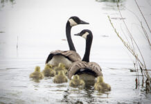 Geese swim on a lake.