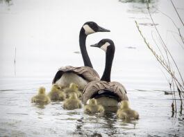 Geese swim on a lake.