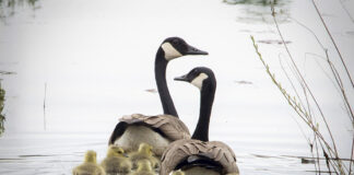 Geese swim on a lake.