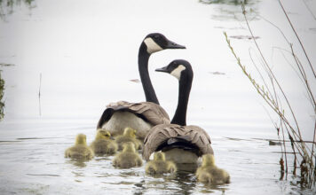 Geese swim on a lake.