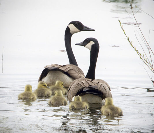 Geese swim on a lake.